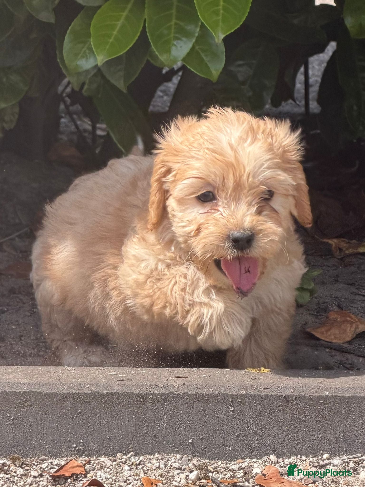 Cockapoo honden te koop: Cockapoo x boomer pups  - Advertentie 5