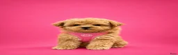 Maltipoo honden te koop: Prachtige maltipoo pups  - Advertentie 5