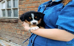 Berner Sennenhond honden te koop: Prachtige Berner Sennenhond puppy s - Afbeelding 10