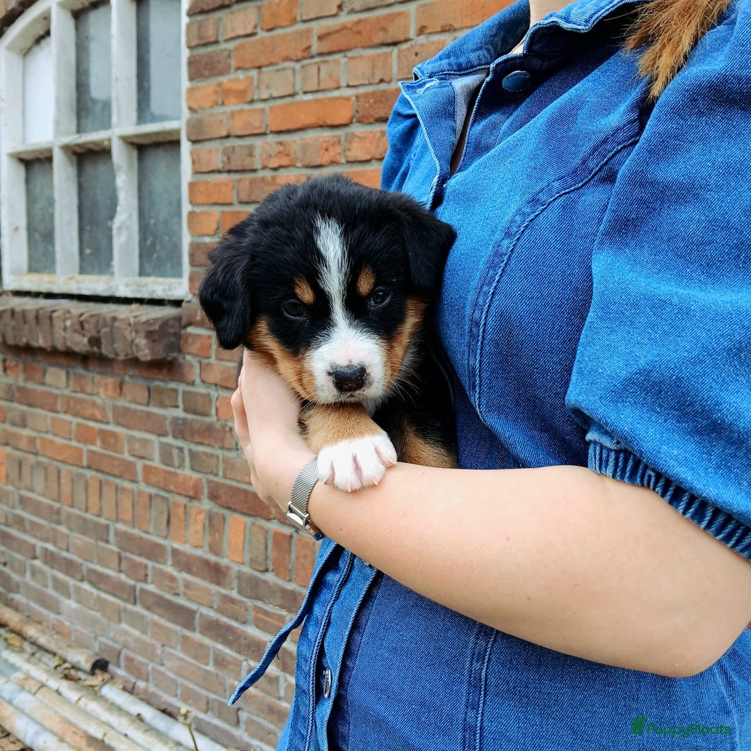 Berner Sennenhond honden te koop: Prachtige Berner Sennenhond puppy s - Afbeelding 10