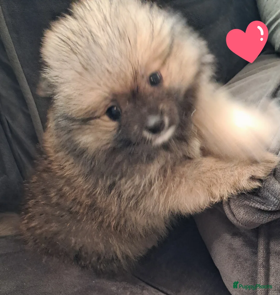 Pomeriaan honden te koop: Pomeriaan pups  - Advertentie 6