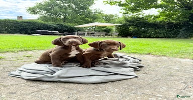 Vizsla korthaar honden - Advertentie 12