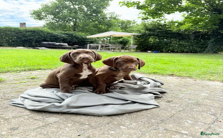Vizsla korthaar honden - Advertentie 11
