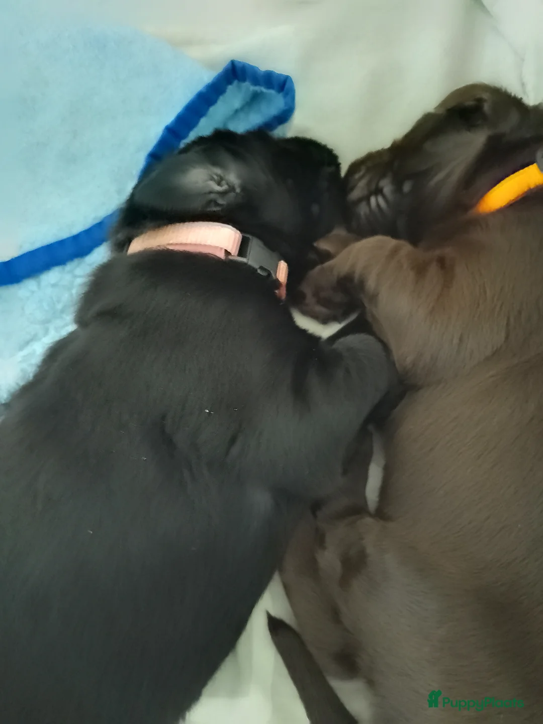 Galerij afbeelding {{count}}