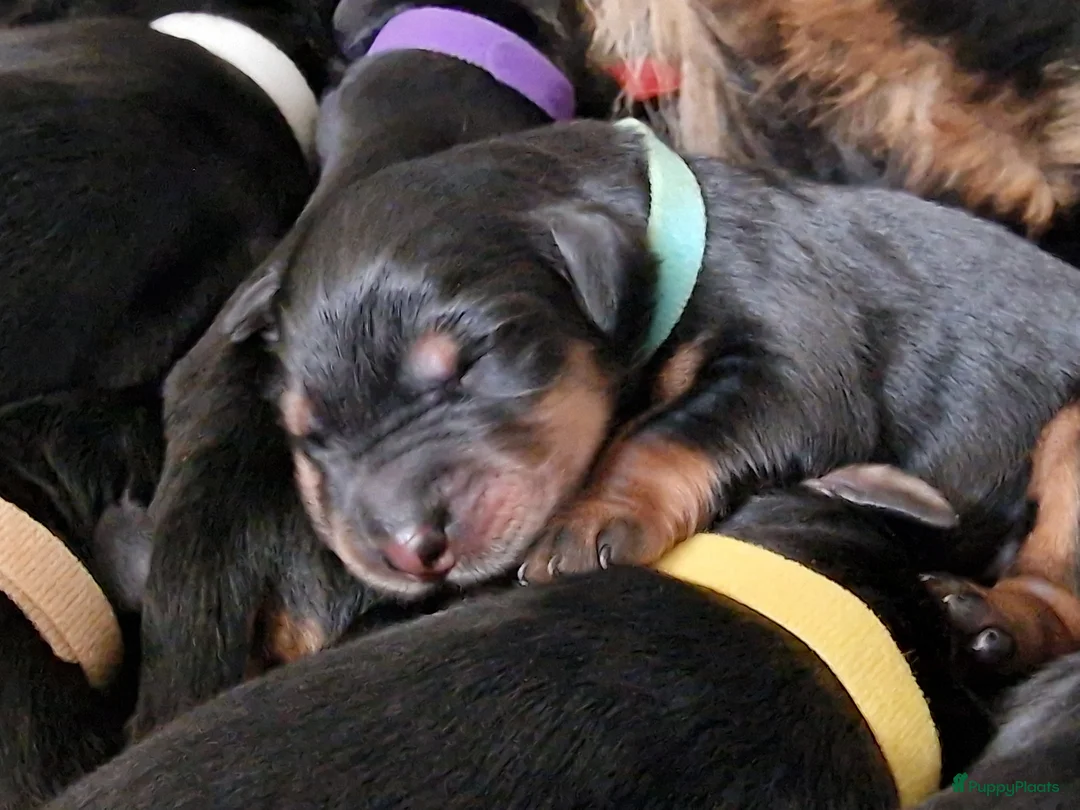 Galerij afbeelding {{count}}