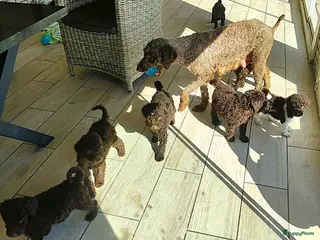 Labradoodle honden schattige chocof4 labradoodle pups ouders aanwezig - Advertentie 6