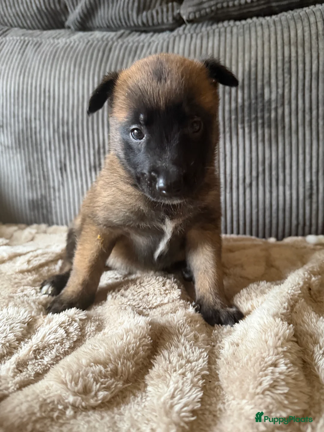 Mechelse Herder honden te koop: Prachtige Mechelse herder pups! - Advertentie 6