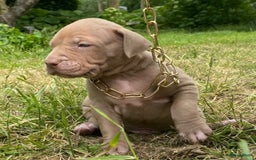 Amerikaanse Bully honden te koop: American Bully XL pups met ABKC stamboom - Afbeelding 21