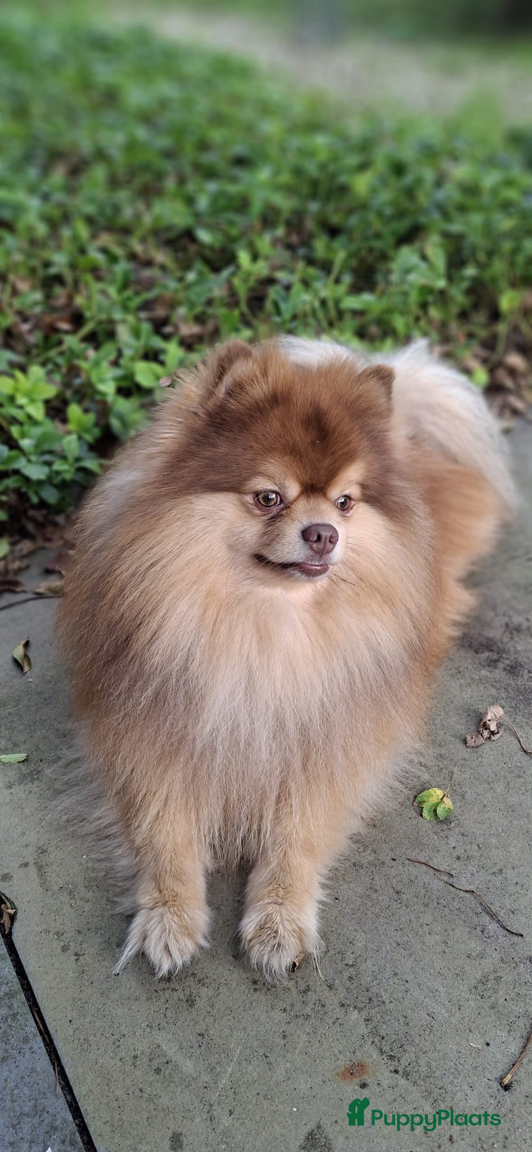 Pomsky honden te koop: Prachtige hondjes  - Advertentie 18