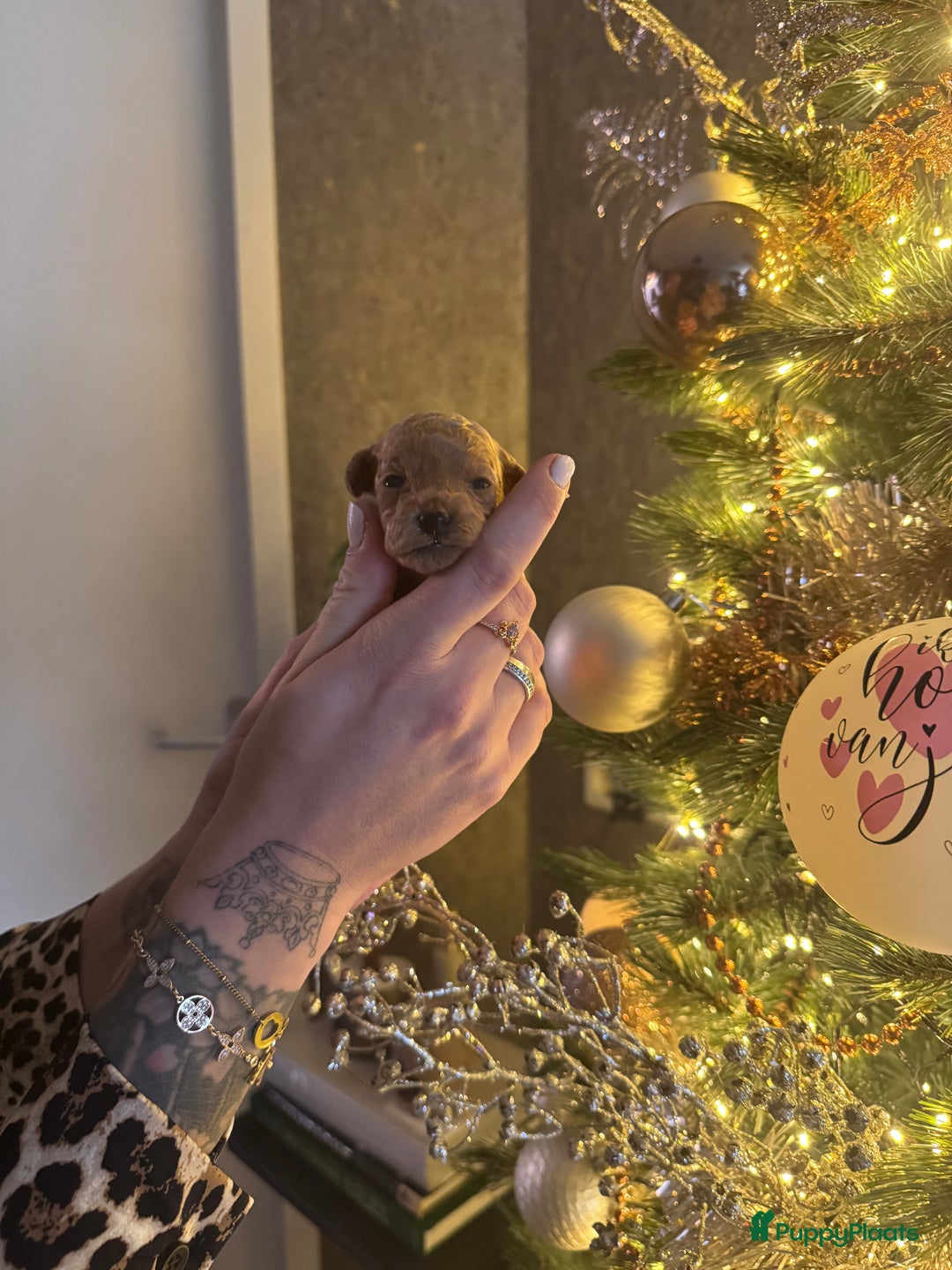 Poedel Toy honden te koop: Toy poedel puppys - Advertentie 4