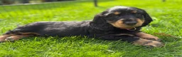Teckel (langhaar) honden te koop: Teckel standaard langhaar met stamboom - Advertentie 2