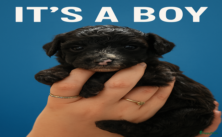 Maltipoo honden - Advertentie 1