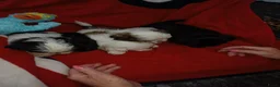 Shih Tzu honden te koop: Lieve leuke raszuiver shih tzu pups - Advertentie 11