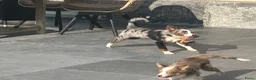 Miniature American Shepherd honden te koop: Miniature American shepherd teefje - Advertentie 2
