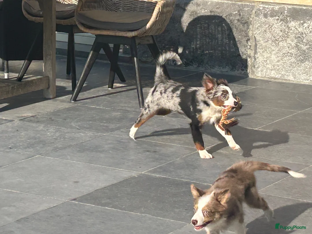 Miniature American Shepherd honden te koop: Miniature American shepherd teefje - Advertentie 2