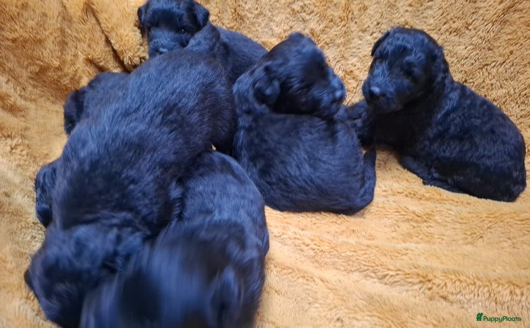 Bouvier des Flandres honden - Advertentie 7