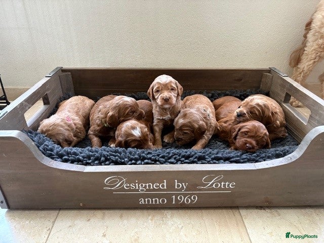 Australian Labradoodle honden Australian labradoodle pup - Advertentie 3