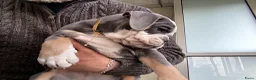 Old English Bulldog honden te koop: Prachtige Bulldog puppies - Advertentie 8
