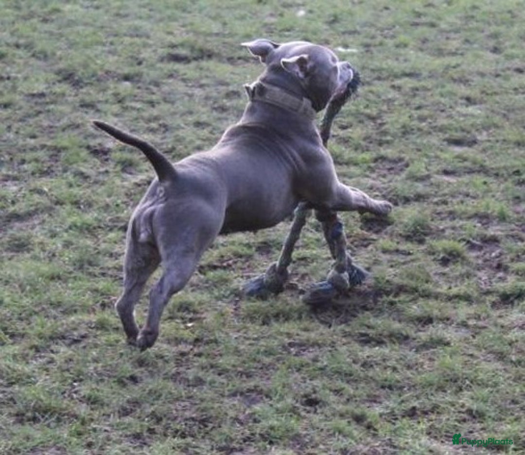 Engelse Stafford honden te koop: Engelse Staffordshire Bull terrier, Laatse Pup! - Advertentie 14