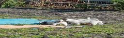 Jack Russel Terriër honden te koop: Zuiver gefokte JACK RUSSELTJES ruw + Broken + glad - Advertentie 10