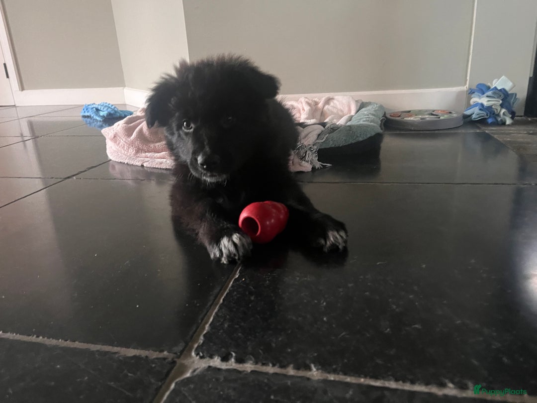 Kruising honden te koop: Lieve duitse herder x border collie pups - Advertentie 4