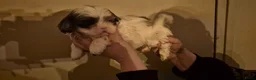 Shihpoo honden te koop: Shipoo pups  - Advertentie 3