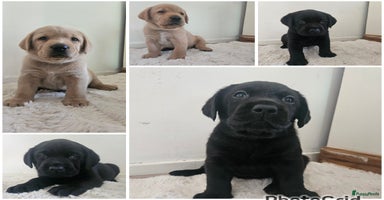 Labrador Retriever honden Zwarte/blonde reutjes met stamboom🩵vanaf 21 nov - Advertentie 10