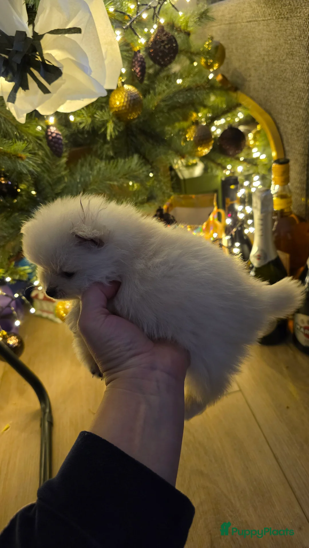 Pomeriaan honden te koop: Pomeriaan  - Advertentie 5