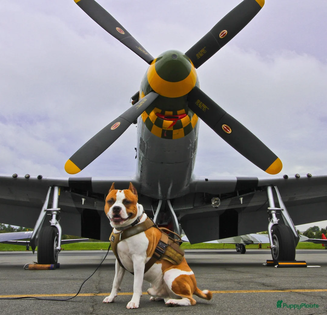 Galerij afbeelding {{count}}