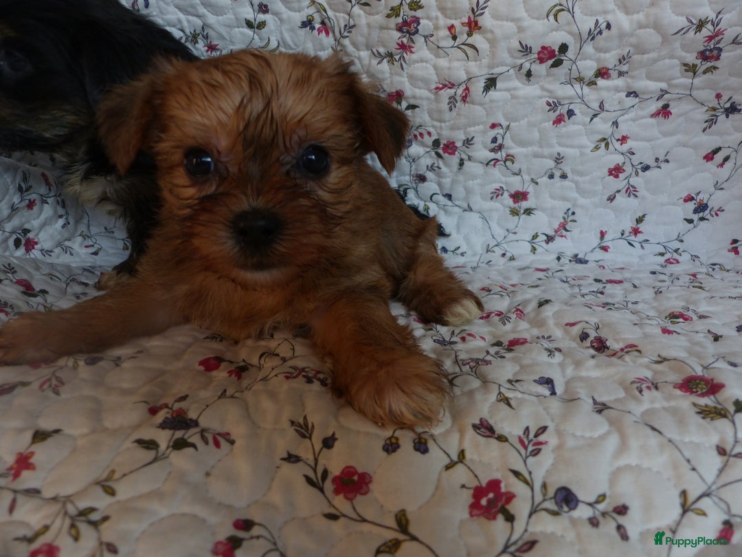 Yorkshire Terriër honden te koop: 5 pups Yorkshire Terrier gezond niet doorgefokt - Advertentie 7