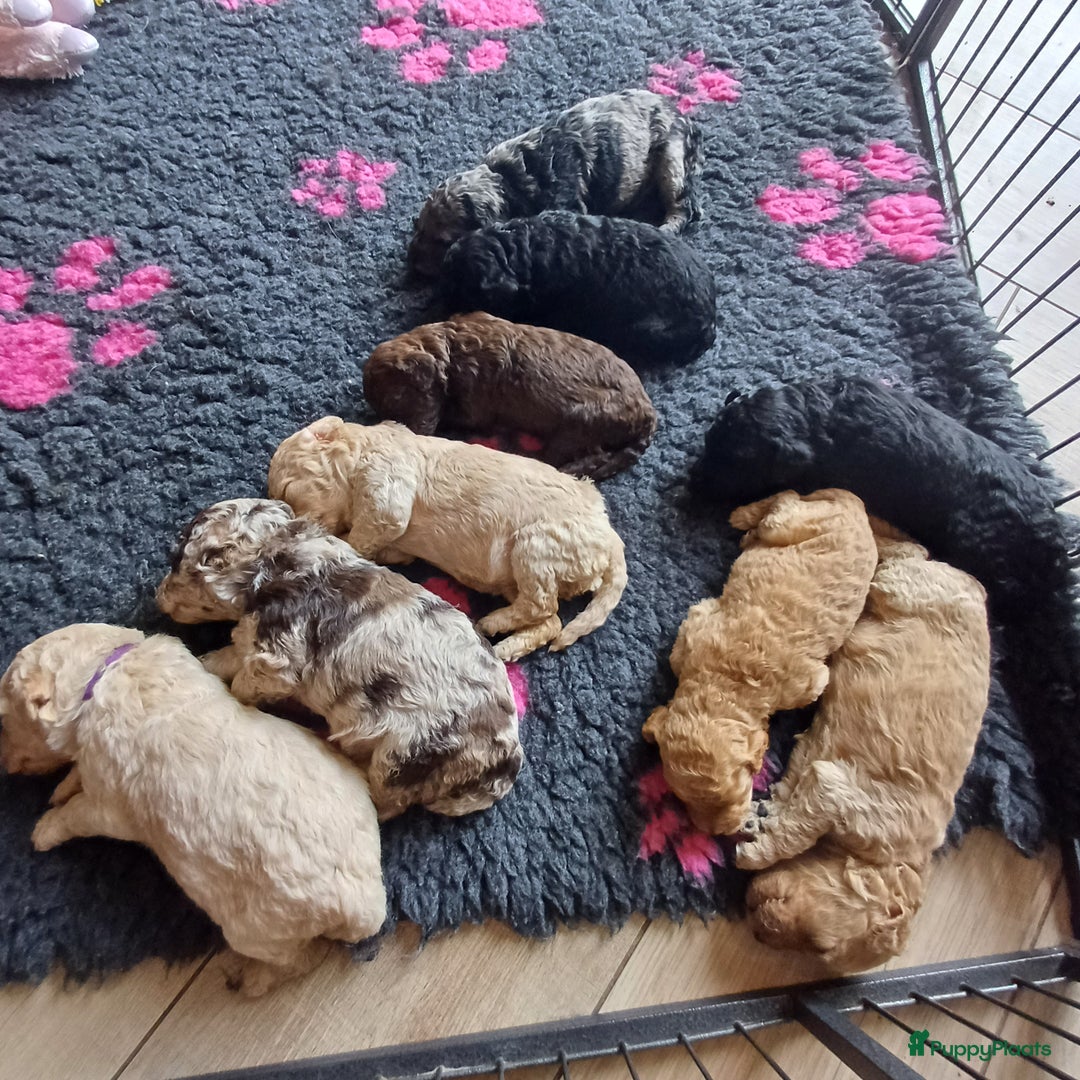 Labradoodle honden te koop: Prachtige multigen Labradoodles wavy vacht - Afbeelding 4