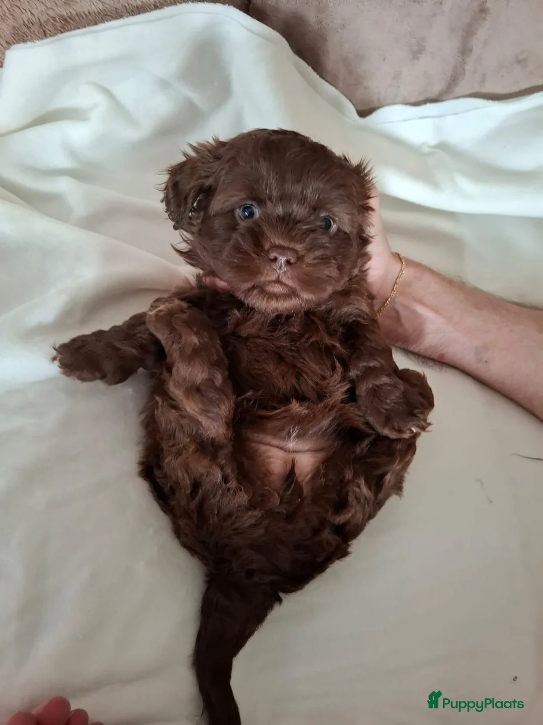 Kruising honden te koop: Mooi nestje boomerpups  - Advertentie 20