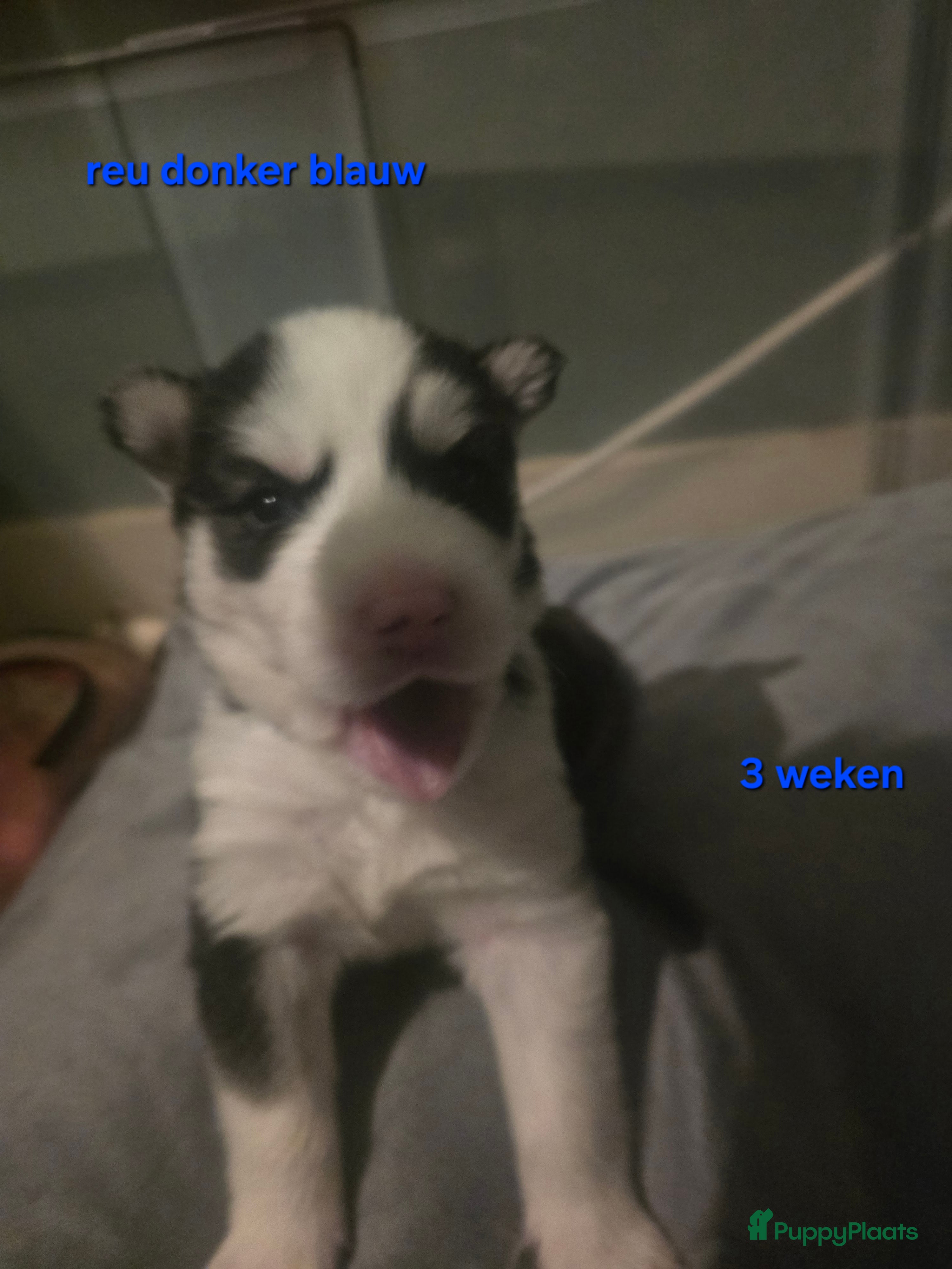 Siberische Husky honden Lieve husky pups te koop - Advertentie 1