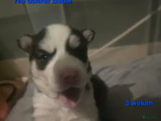 Siberische Husky honden Lieve husky pups te koop - Advertentie 4