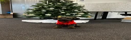 Maltipoo honden ter dekking: Maltipoo dekreu aangeboden  in Damwâld - Advertentie 6
