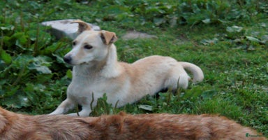 Kruising honden in Ridderkerk - Advertentie 7