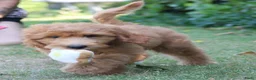 Goldendoodle honden te koop: Goldendoodle Pups - Advertentie 6