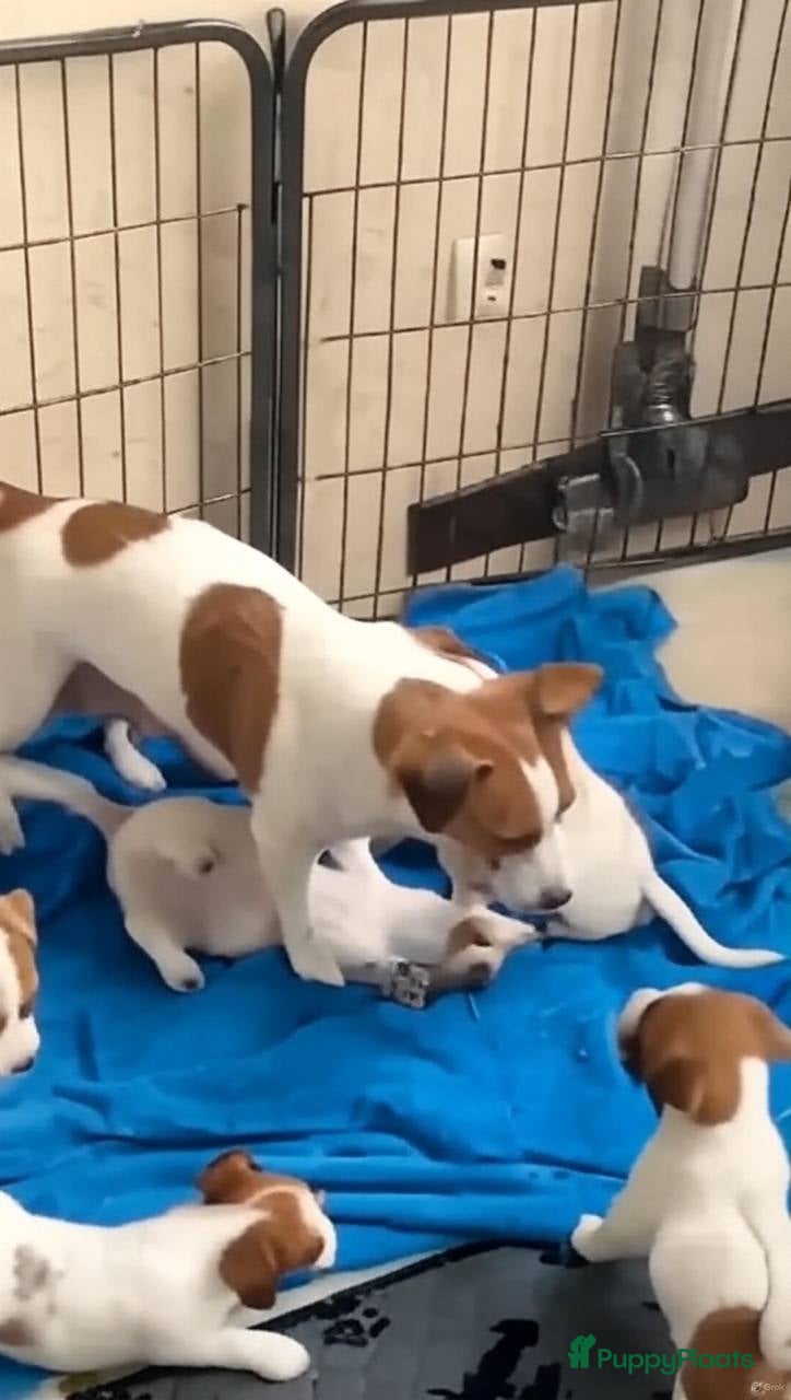 Jack Russel Terriër honden Jack Russell pups - Advertentie 3