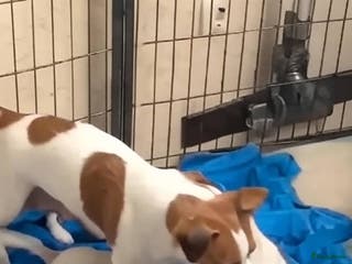 Jack Russel Terriër honden Jack Russell pups - Advertentie 5