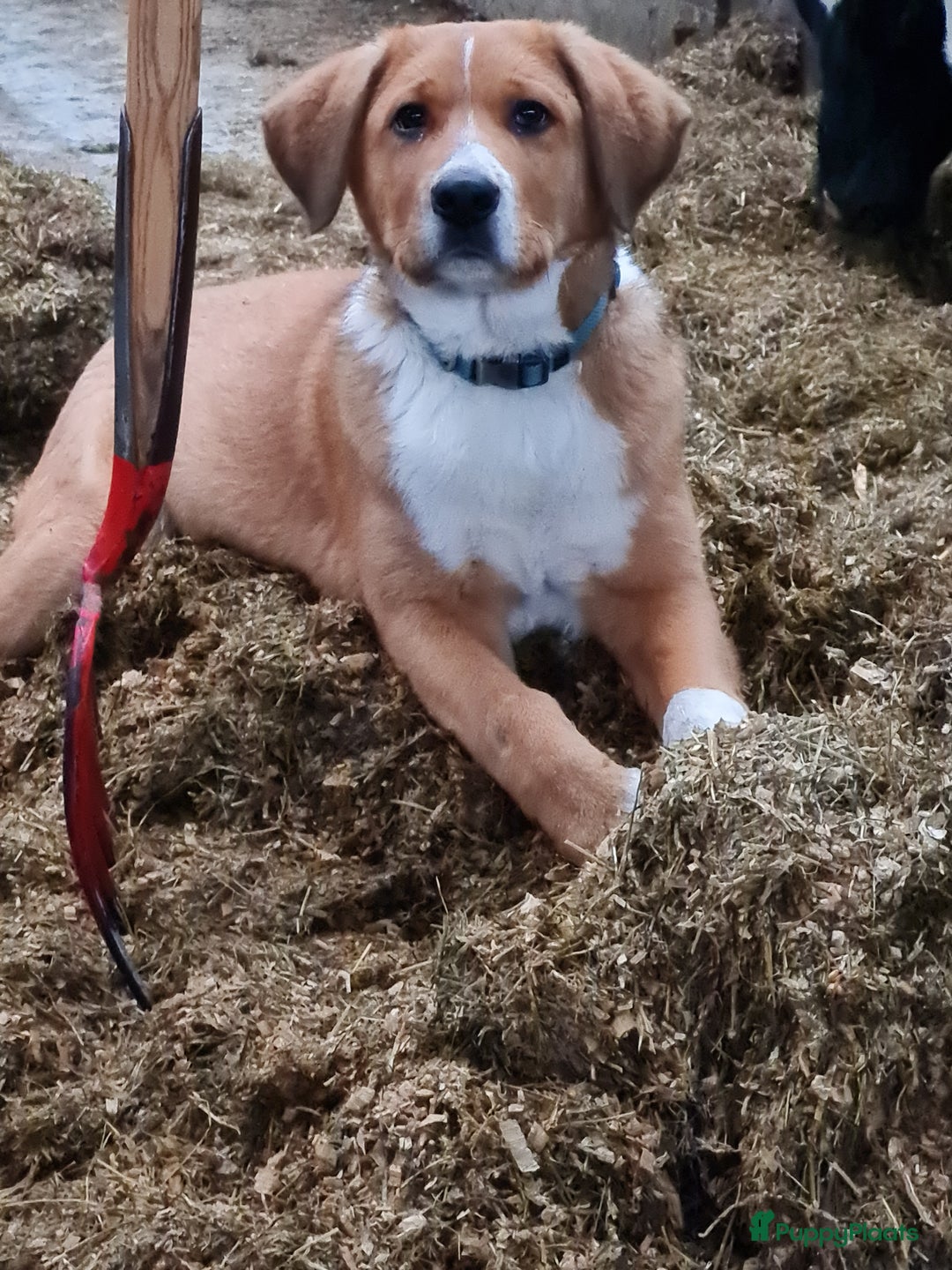 Kruising honden te koop: Grote zwitserse sennenhond x labrador pups - Advertentie 14