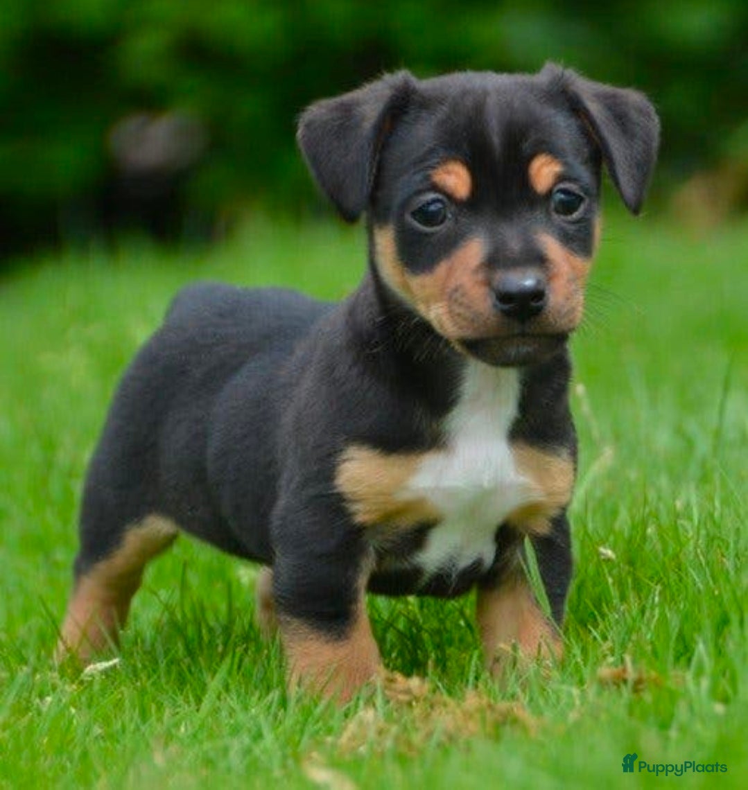 Jack Russel Terriër honden te koop: Supermooie Jack-Russell pups,  groeien op in huis. - Advertentie 17