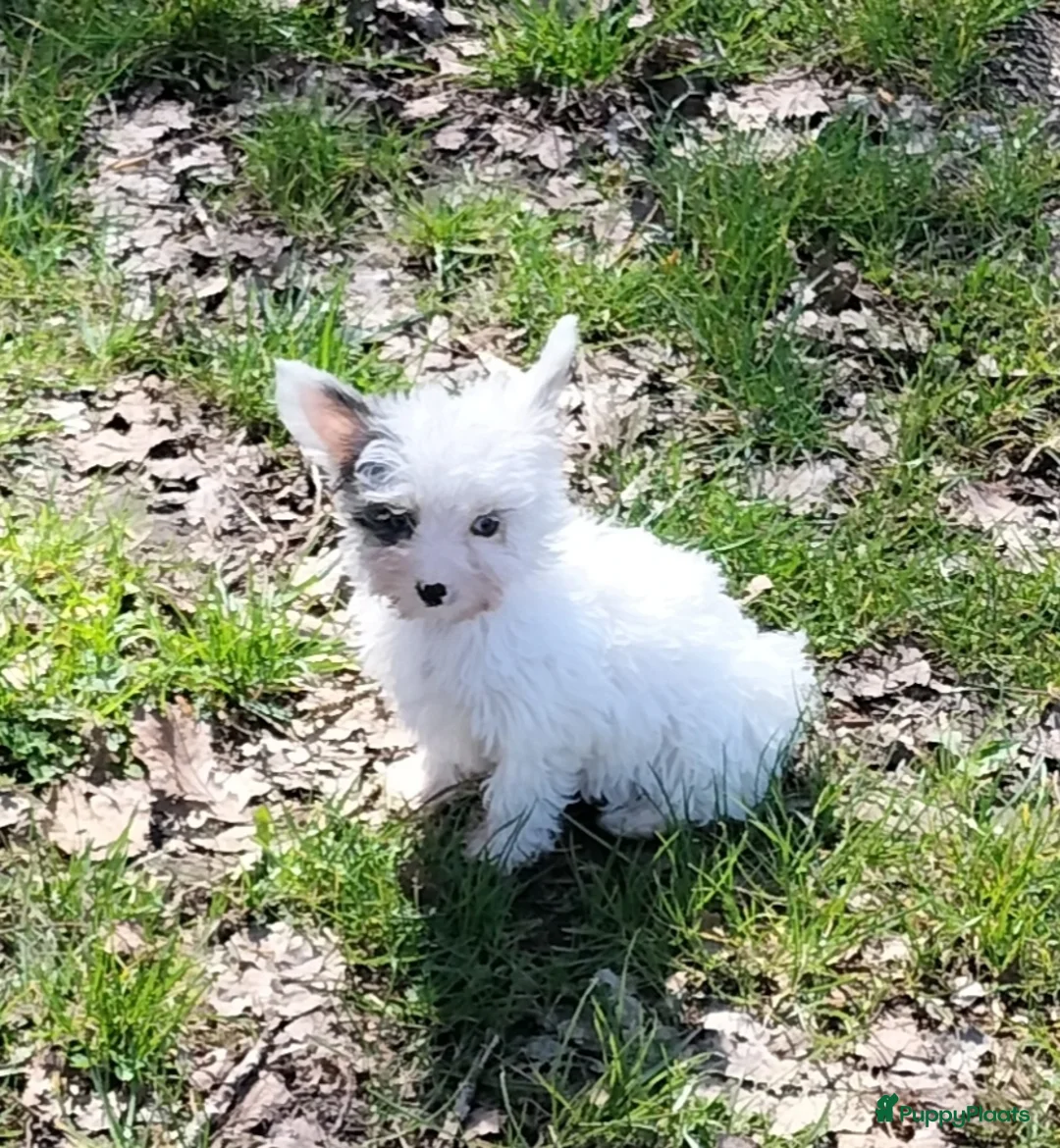 Kruising honden te koop: Yorkshire Terriër x biewer in Eersel - Advertentie 9