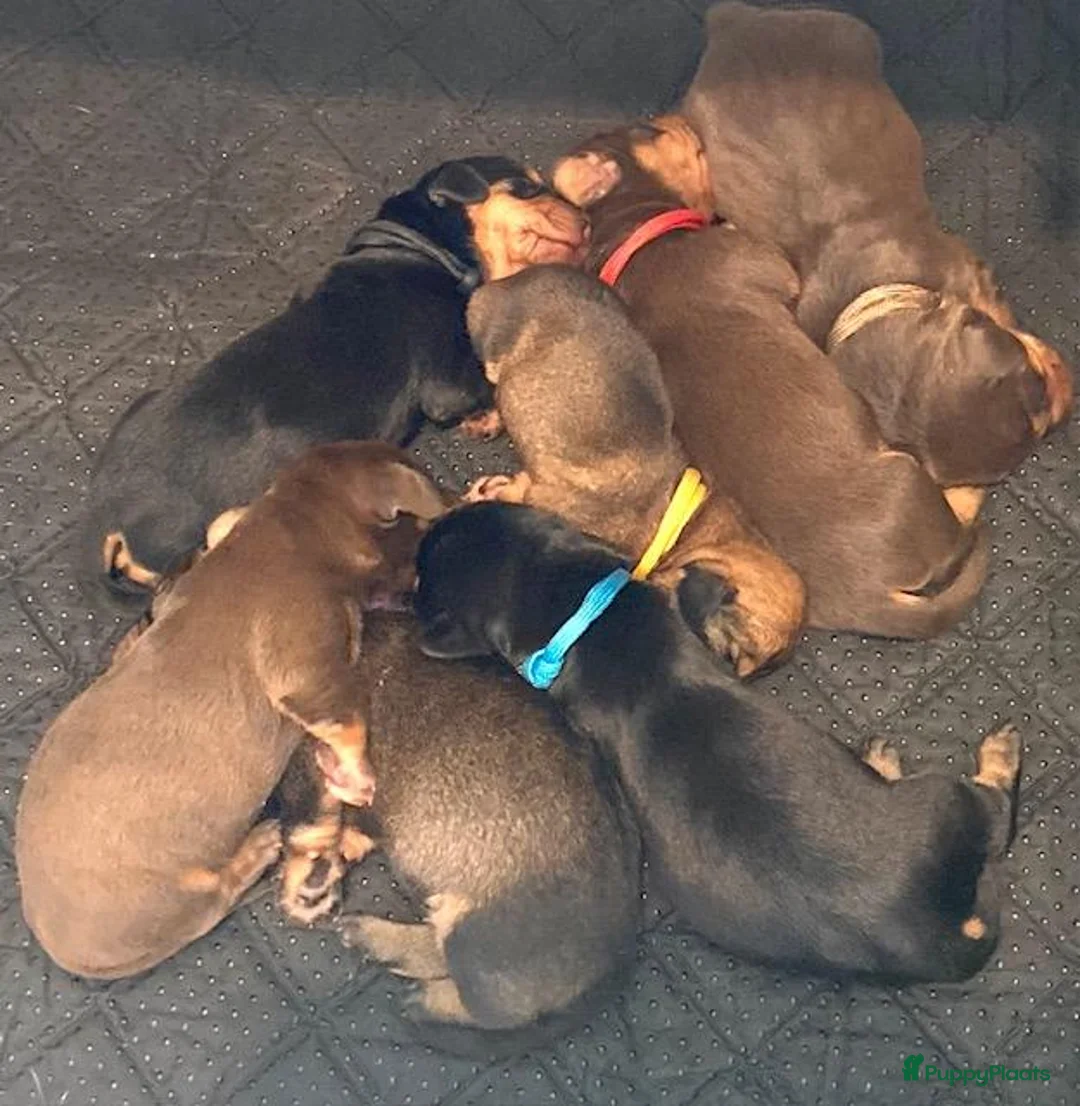 Ruwhaar Teckel honden te koop: Prachtige Standaard Ruwhaar Teckelpuppy’s ,  - Advertentie 1
