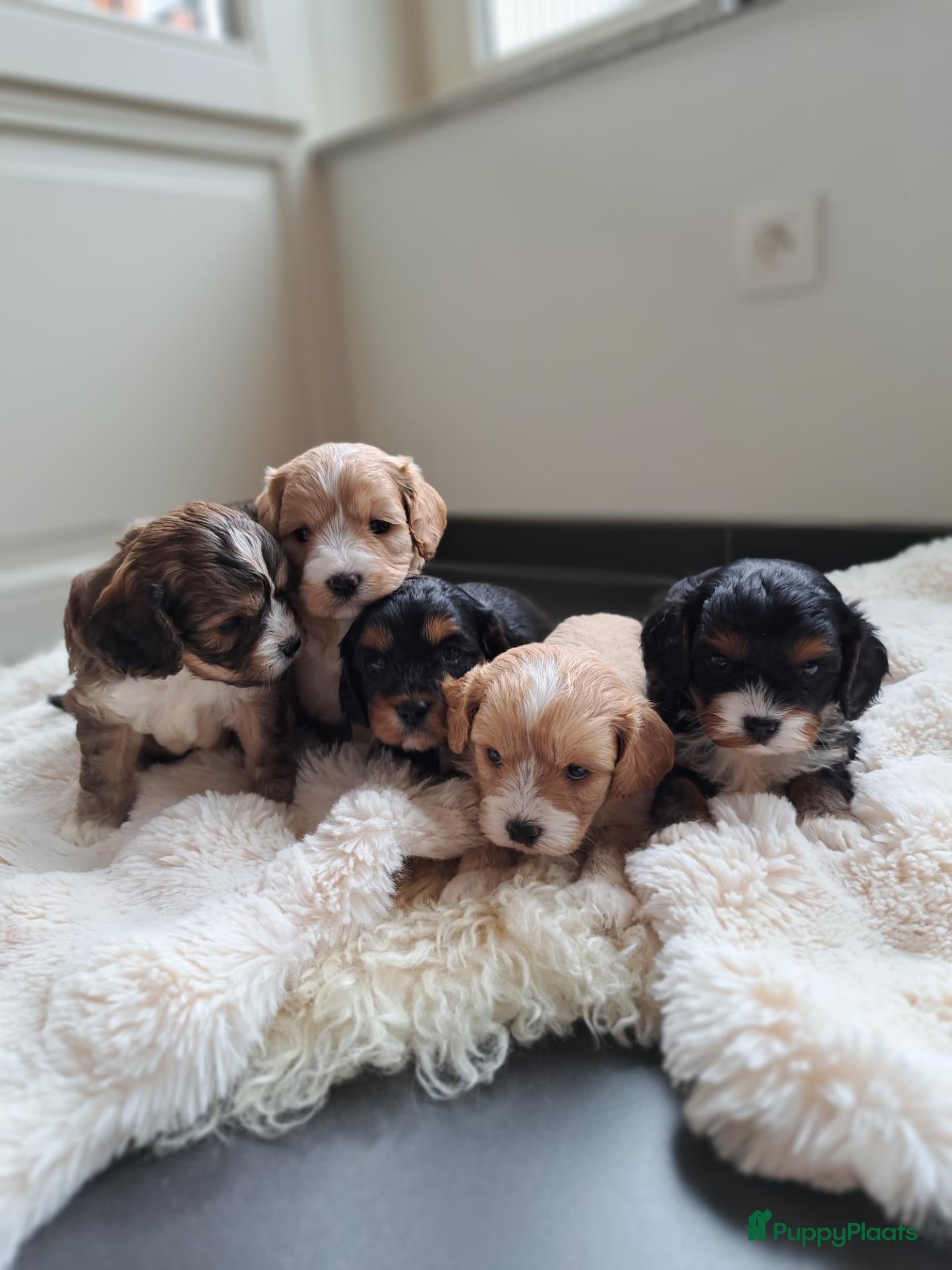 Cavapoo honden Prachtige cavapoo pupjes! - Advertentie 6