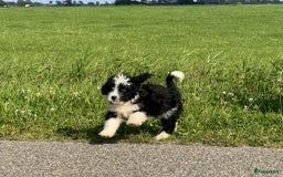 Spaanse Waterhond honden te koop: Spaanse Waterhond pups - Afbeelding 10