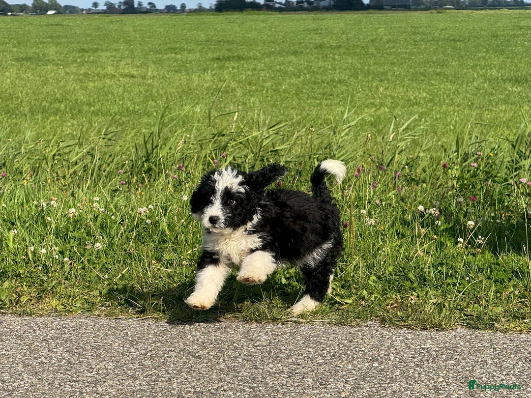 Spaanse Waterhond honden te koop: Spaanse Waterhond pups - Afbeelding 10