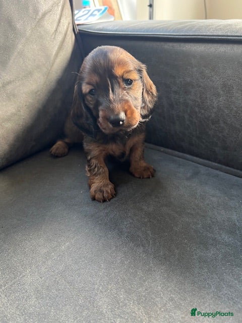 Teckel (langhaar) honden Nestje pups standaard langhaar teckel - Advertentie 1