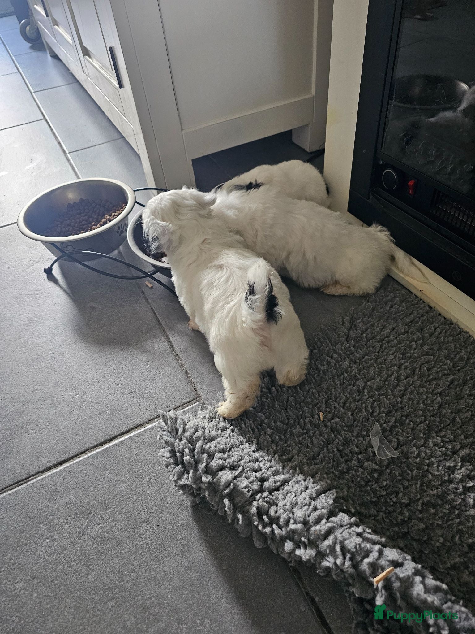 Malshi honden te koop: Boomer malshi - Advertentie 1