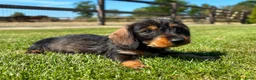 Ruwhaar Teckel honden te koop: Kaninchen Dwergteckel Ruwhaar met stamboom - Advertentie 5