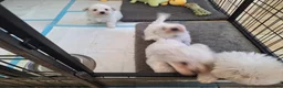 Kruising honden te koop: Maltichon - Advertentie 6